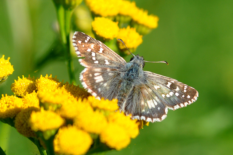 Pyrgus armoiranus??